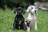 DOGUE ALLEMAND 385